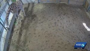 Iowa State Fair Visitors Can Vote To Name Giraffe Calf