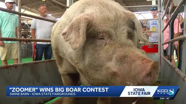 Iowa State Fair Zoomer Wins Big Boar Title