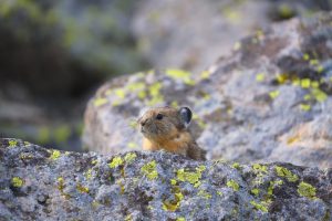 Jackson Hole S Small Creatures Play Big Role In Local Ecosystem
