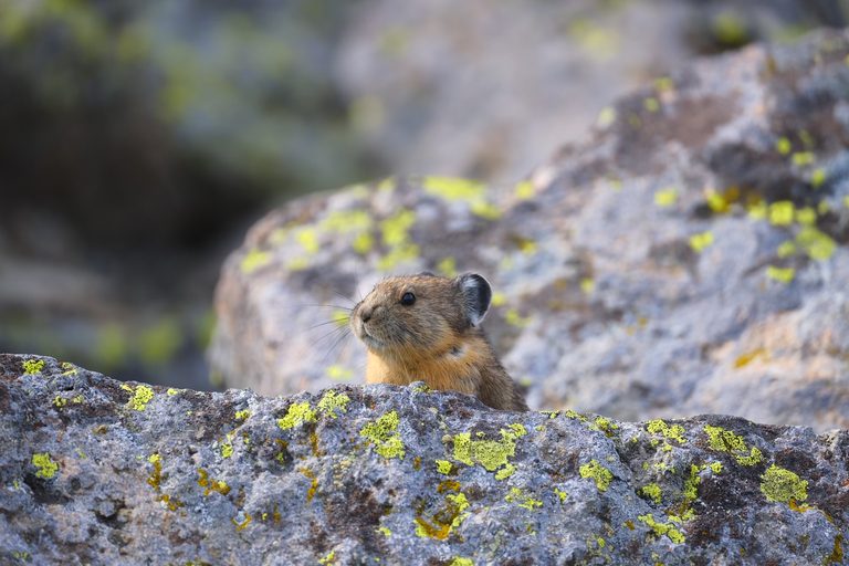 Jackson Hole S Small Creatures Play Big Role In Local Ecosystem