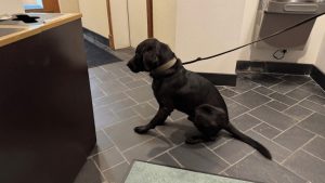 Jackson Police Welcome New Drug Detecting Dog