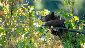 Jackson Residents Urged To Secure Bird Feeders After Bear Spotted Eating In East