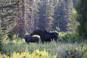 Jackson Town Hosts Virtual Talk On Ecosystem Health Report