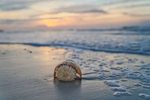 Jellyfish Stings Rise In Myrtle Beach