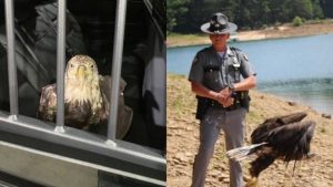 Juvenile Bald Eagle Released