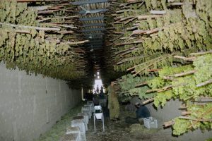 Kandahar Grape Growers Turn To Raisins As Border Closures Halt Fruit Exports To