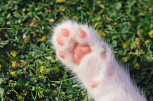 La City Council Votes To Fund Animal Service Van And Explore Private Run Shelter
