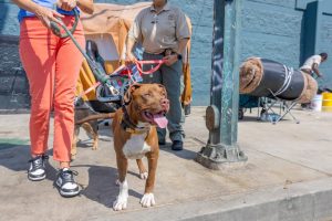 La Partners To Combat Animal Cruelty