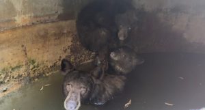 La Verne Firefighters Rescue Mother Bear And Two Cubs From Water Cistern