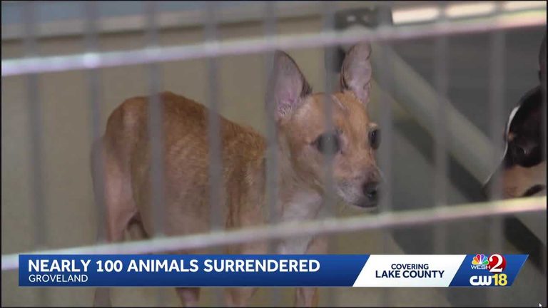 Lake County Animal Services Rescues 85 Dogs And 14 Horses From Groveland Home