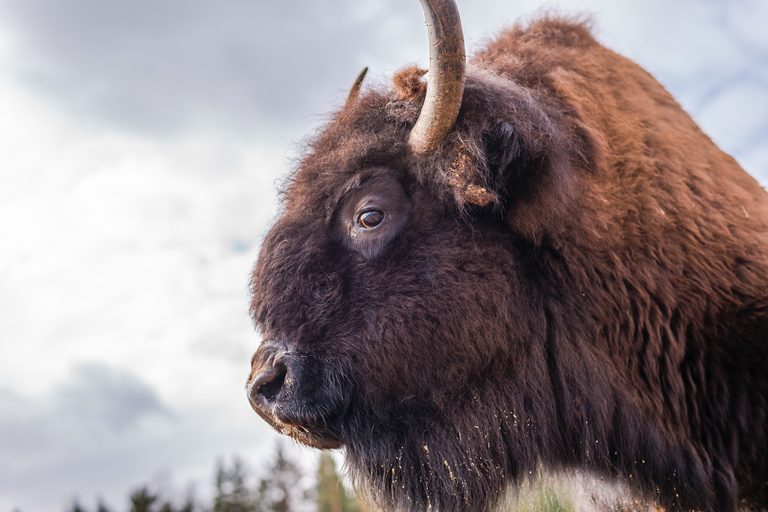 Laramie Peak Fire Zone Raffles Buffalo Hunt To Fund Wheatland Volunteer Firefigh