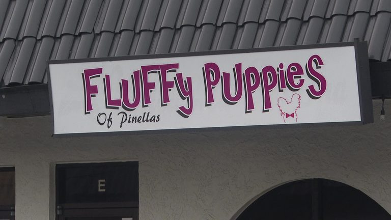 Largo Groomer Cited For Neglect After Great Pyrenees Dies Owner Pushes Pet Groom