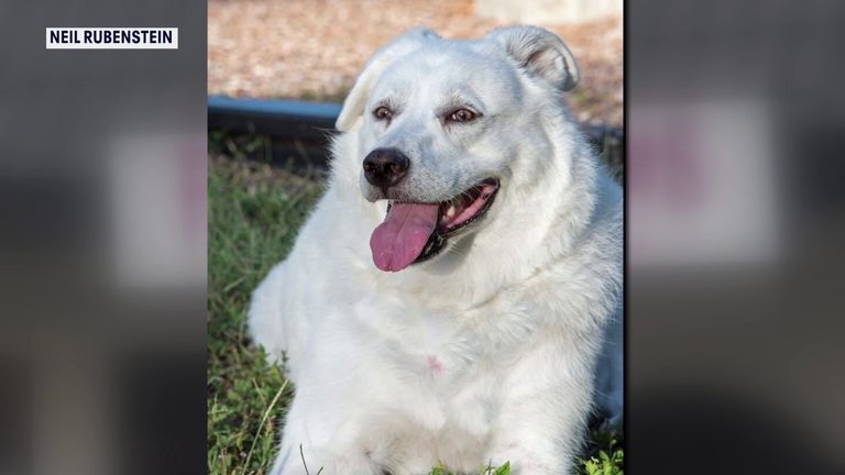 Largo Resident Seeks Statewide Pet Groomer Safety Rules After Great Pyrenees Die