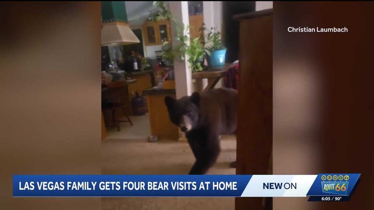 Las Vegas Family Battles Recurring Bear Intrusions Wildlife Officials Intervene