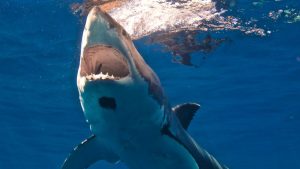Lifeguard Dragged By Shark At Maine Beach