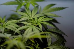 Lincoln Group Holds Conference On Nebraska S Pending Medical Cannabis Legislatio
