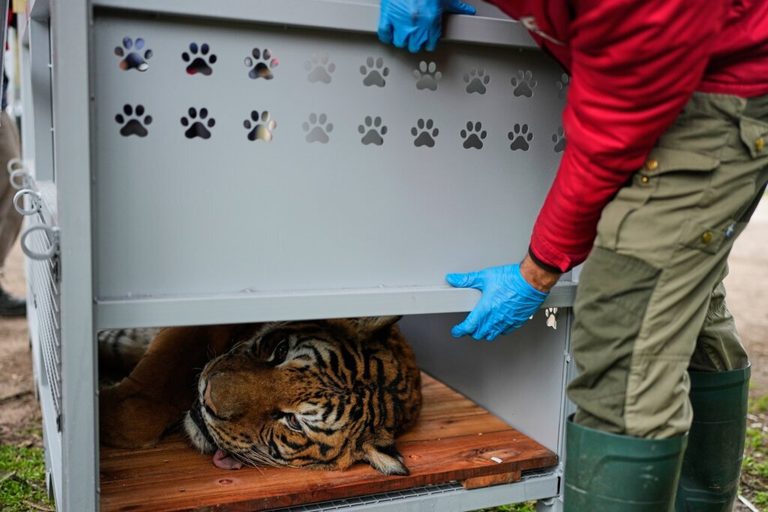 Lions Tigers Rescued From Notorious Argentine Zoo