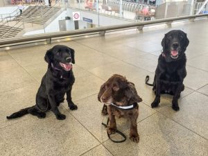 London Waterloo Station Deploys Three Dogs For Security Patrols