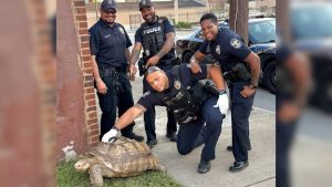Louisville Police Capture Wandering Tortoise After Slow Speed Chase In Old Louis