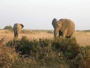Louisville Zoo Offers Wildlife Trips
