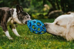 Lubbock Limits Residents To Four Adult Dogs And Cats Multi Pet Permit Available