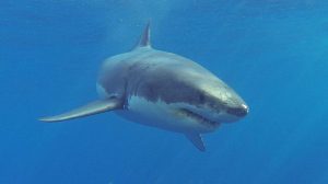 Maine Lifeguard Attacked By Great White Shark