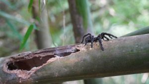 Male Tarantulas Wander New Mexico Foothills Seeking Mates This Fall