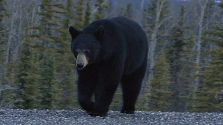 Man Attacked By Bear While Exiting Laundry Room At Eagle Vail Apartment Complex