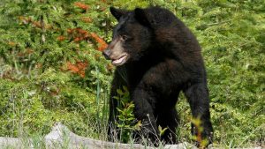 Man Injured By Black Bear Outside Glenwood Springs Apartment Laundry Room