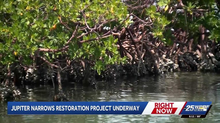 Mangrove Restoration Project Begins On Eroded Islands In Jupiter Narrows