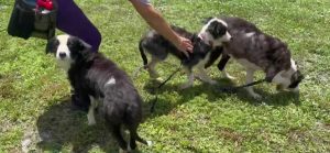 Martin County Border Collies Rescued From Hoarding Soon Available For Adoption
