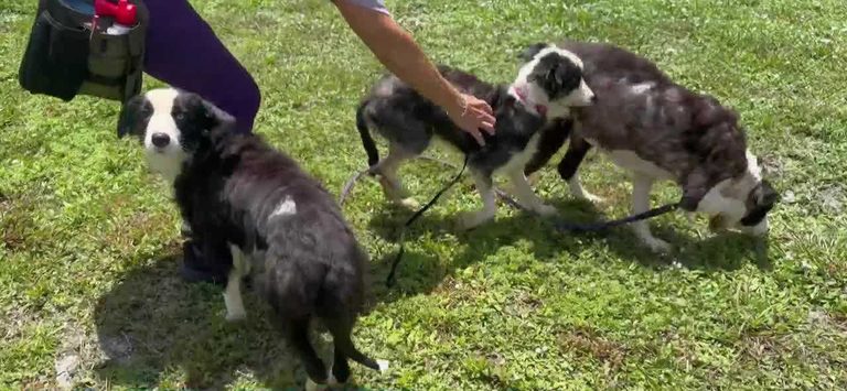 Martin County Border Collies Rescued From Hoarding Soon Available For Adoption
