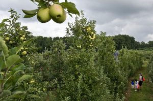 Maryland Apple Harvest Limited After Spring Frost Governor Orders Relief