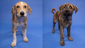 Mega Adoption Event