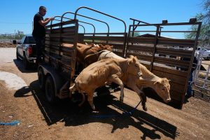 Mexico Resumes Limited Cattle Shipments To Arizona Easing Ranchers Strain