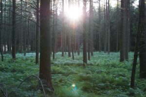 Michigan Forests Study