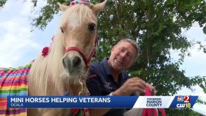 Mini Therapy Horses Bring Comfort To Veterans Seniors