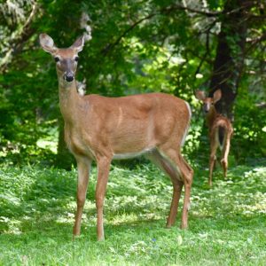 Minnesota Dnr Sets September 10 Deadline For Deer License Lottery