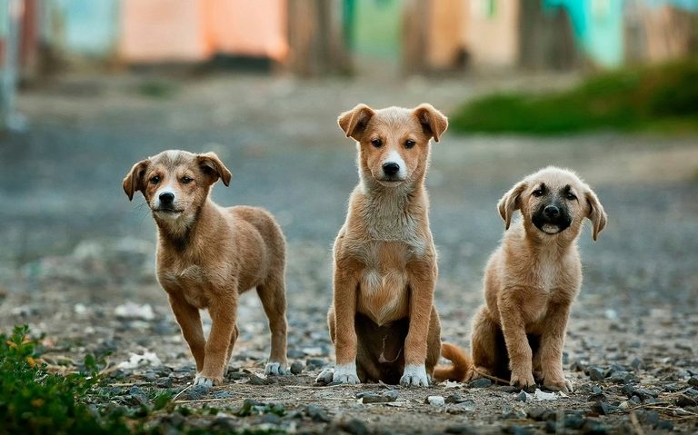 Minnesota S Most Popular Dog Names