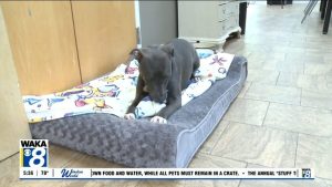 Montgomery Humane Society Highlights Two Pets Ready For Adoption