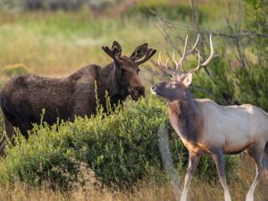Moose And Elk Spotted Together In Wyoming