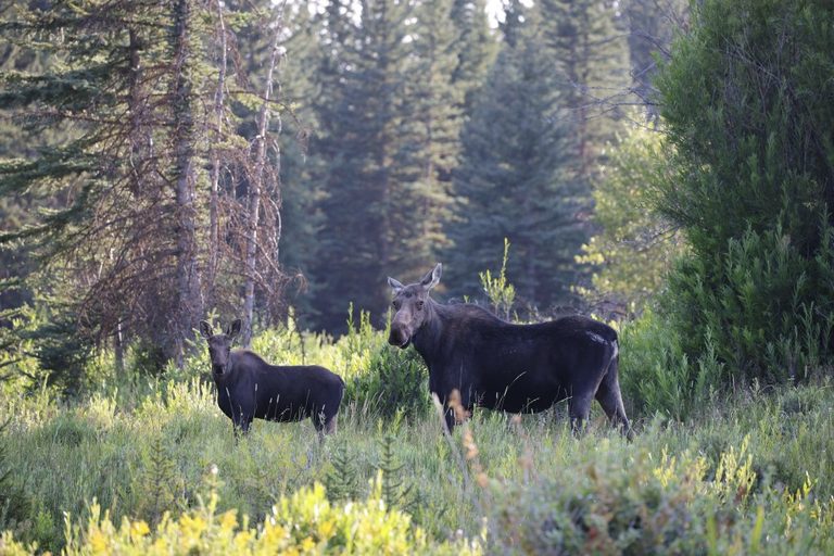 Moose Spotted In Jackson Wy
