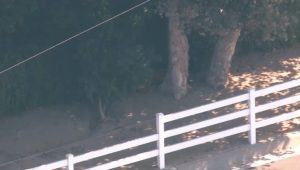 Mountain Lion Spotted In San Dimas Neighborhood
