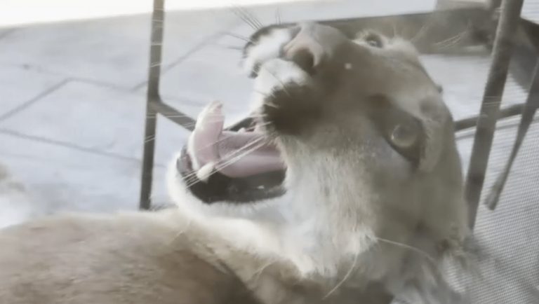 Mountain Lion Takes An Hour Long Nap On A Sherman Oaks Homeowner S Sliding Glass