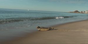 Mystic Aquarium Releases Rehabilitated Harbor Seal Back To Rhode Island Waters
