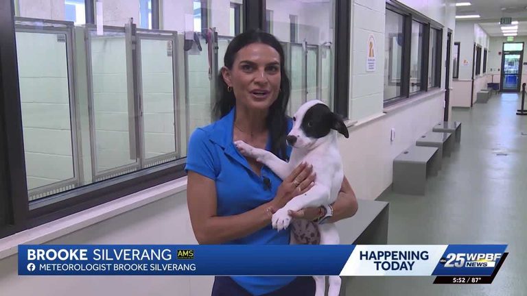National Dog Day Celebrated With Adoption Event And Foster Opportunities In Flor