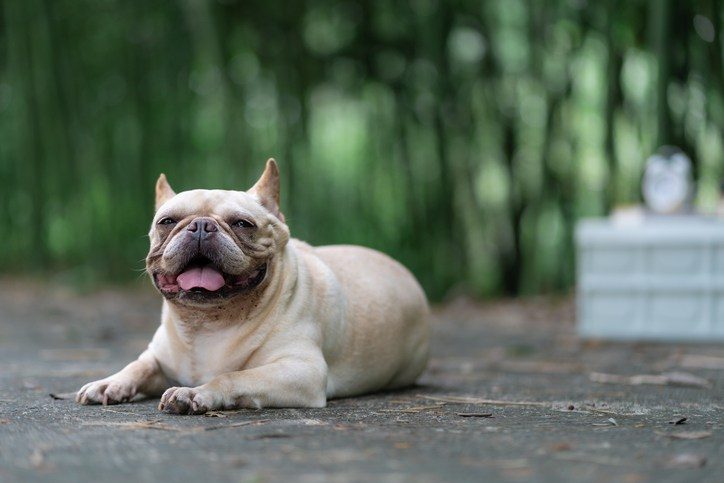 National Dog Day Highlights The 20 Most Popular Breeds Across America
