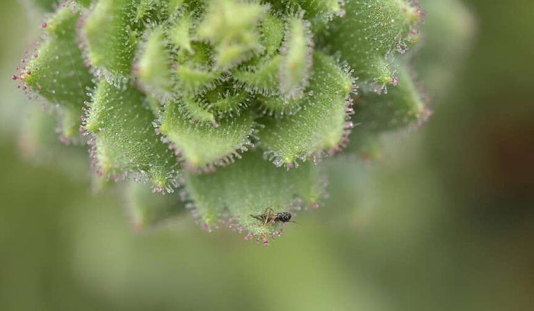 New Carnivorous Plant Found