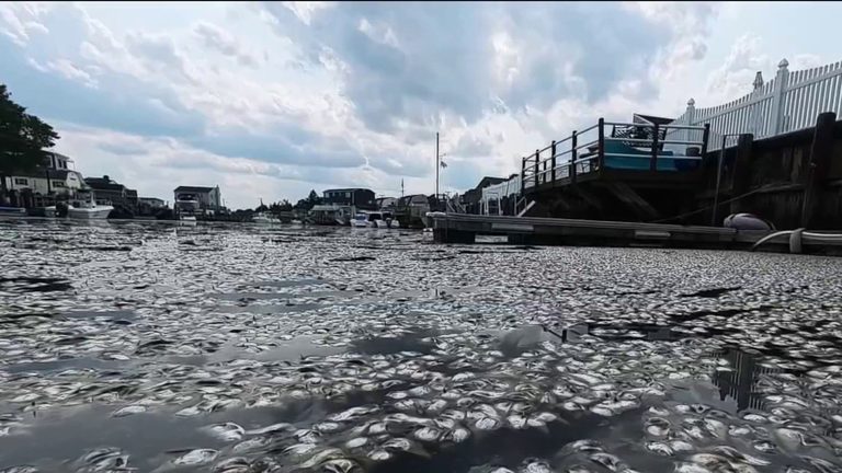 New Jersey Shore Town Dealing With Dead Fish
