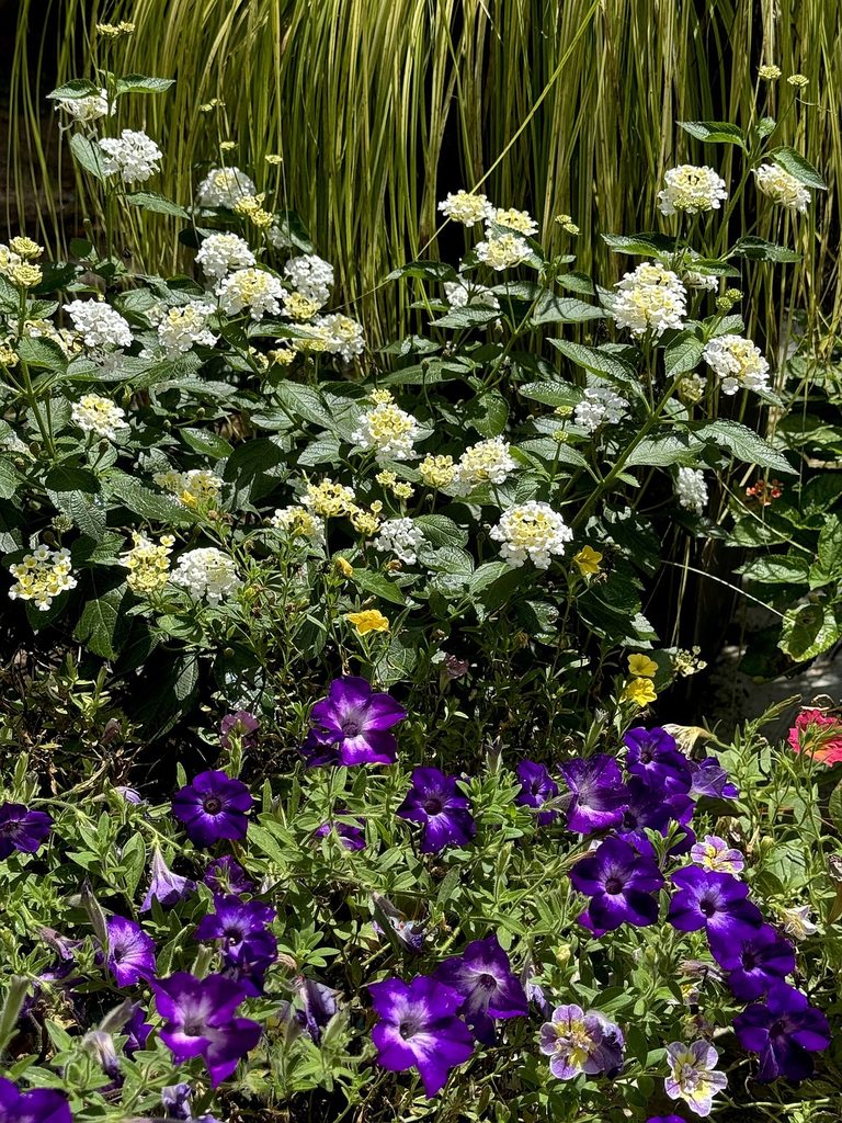New Lantana Variety Coming In 2027